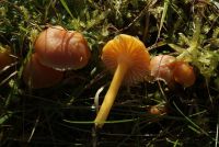 Hygrocybe