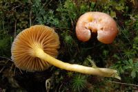 Hygrocybe