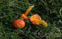 Hygrocybe