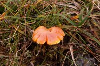 Hygrocybe