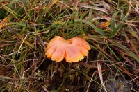 Hygrocybe