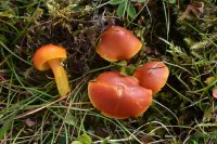 Hygrocybe