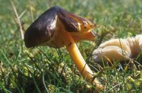 Hygrocybe