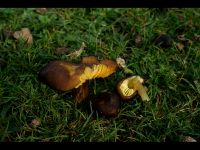 Hygrocybe