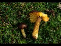 Hygrocybe