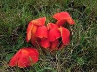 Hygrocybe