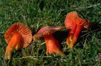 Hygrocybe