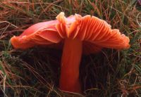 Hygrocybe