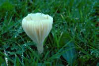 Cuphophyllus