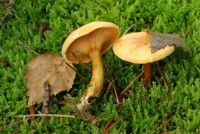 Hygrophoropsis