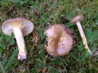 Hygrophorus