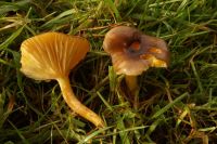 Hygrophorus