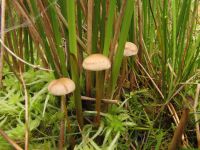 Hypholoma