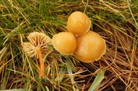 Hypholoma