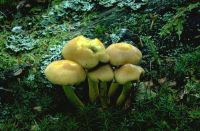 Hypholoma