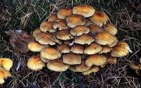 Hypholoma