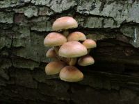 Hypholoma