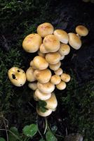 Hypholoma