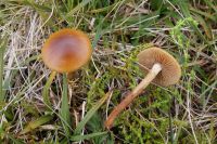 Hypholoma