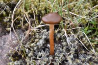 Hypholoma