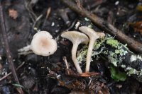 Infundibulicybe