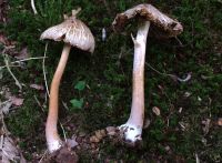 Inocybe