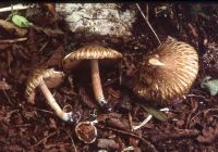 Inocybe