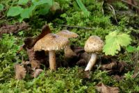 Inocybe