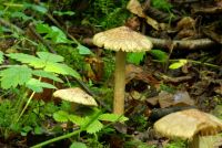 Inocybe