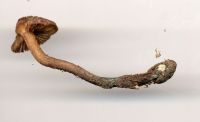 Inosperma