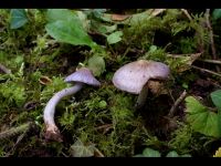 Inocybe