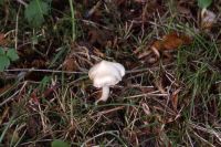 Inocybe