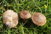 Inocybe