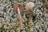 Inocybe