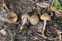 Inocybe