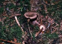 Inocybe