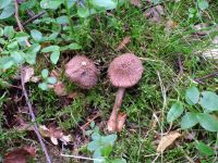 Inocybe