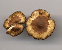 Inocybe