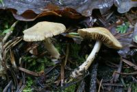 Inocybe