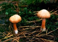 Inocybe