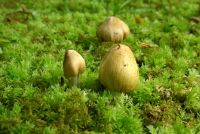 Inocybe