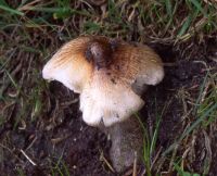 Inocybe