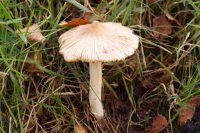 Inocybe