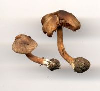 Inocybe