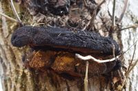 Inonotus