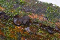 Ionomidotis