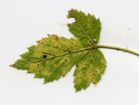 Kuehneola