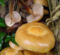 Kuehneromyces