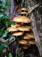 Kuehneromyces