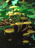 Kuehneromyces